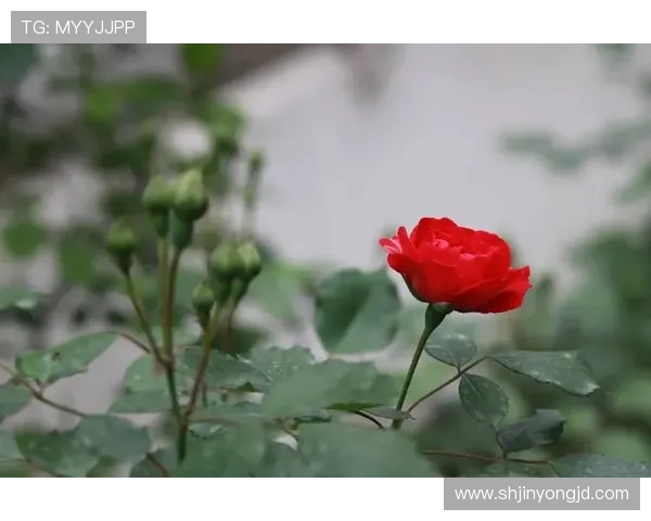 情玫公寓：不止是栖身之所，更是心之所向的玫瑰之境